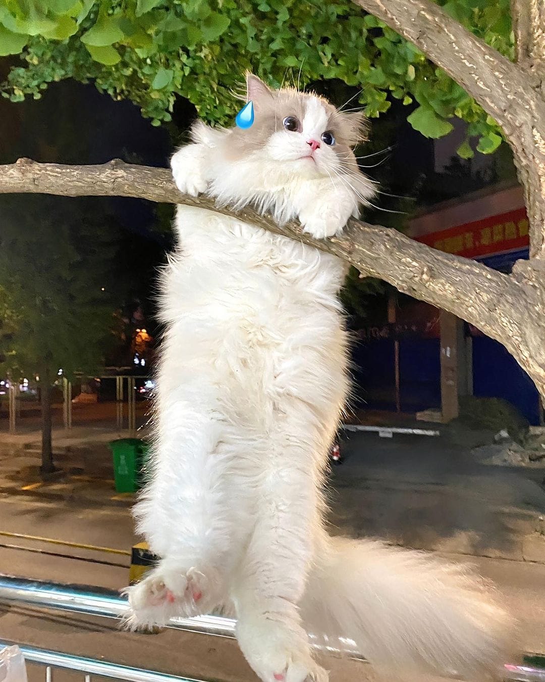 Có thể là hình ảnh về mèo ragdoll