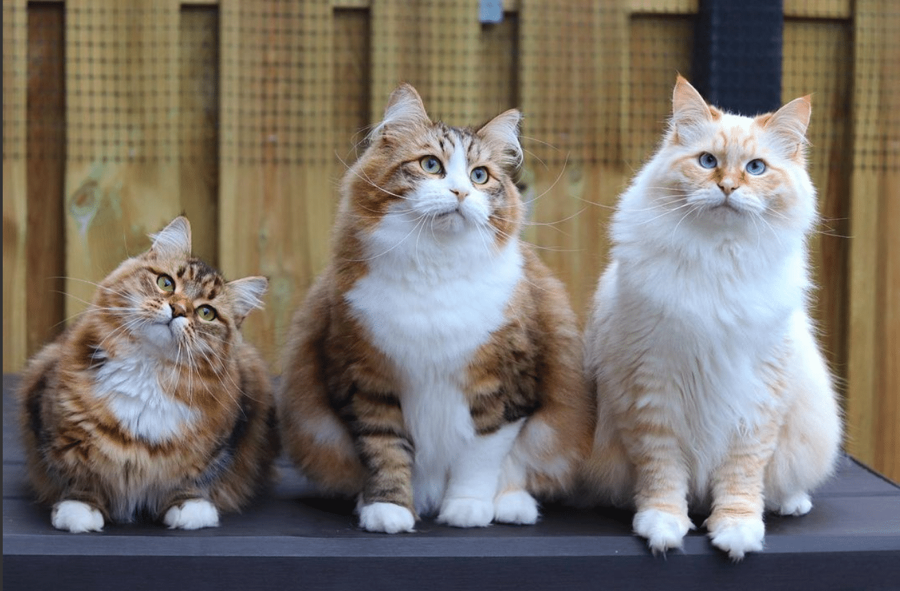 the fluffy siberians