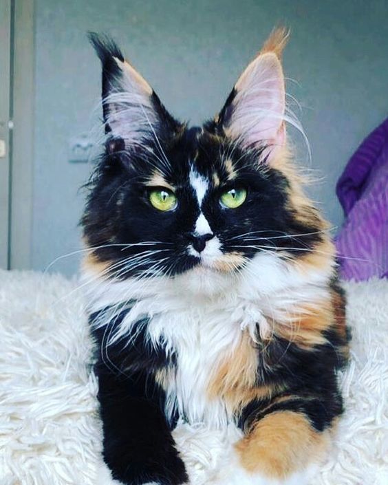 10 Most Beautiful Cat Breeds You're Going To Love