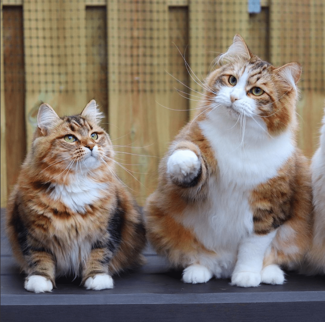 the fluffy siberians