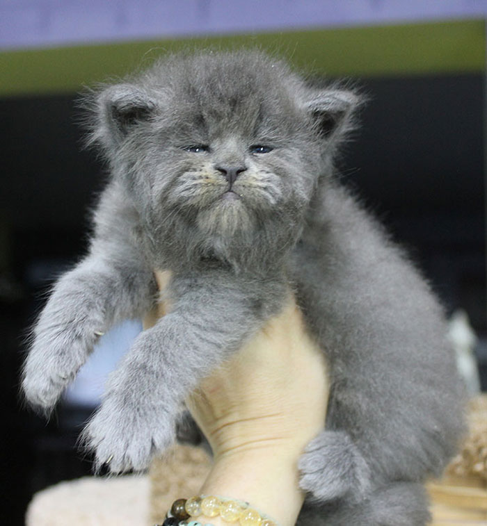 This Whole Litter Of 5 Maine Coon Kittens Was Born With Cute But Grumpy Faces