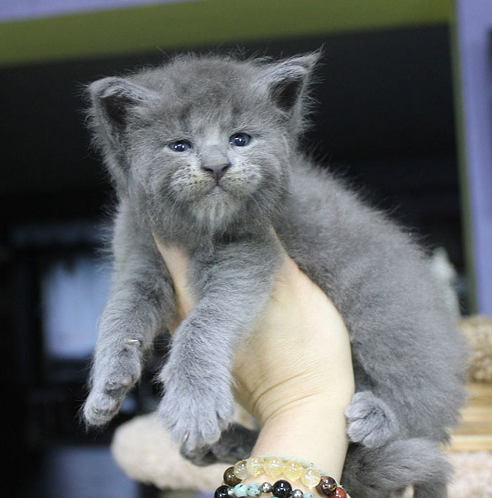 This Whole Litter Of 5 Maine Coon Kittens Was Born With Cute But Grumpy Faces