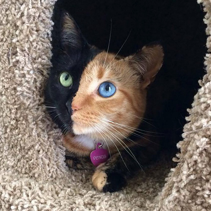 Venus The Chimera Cat