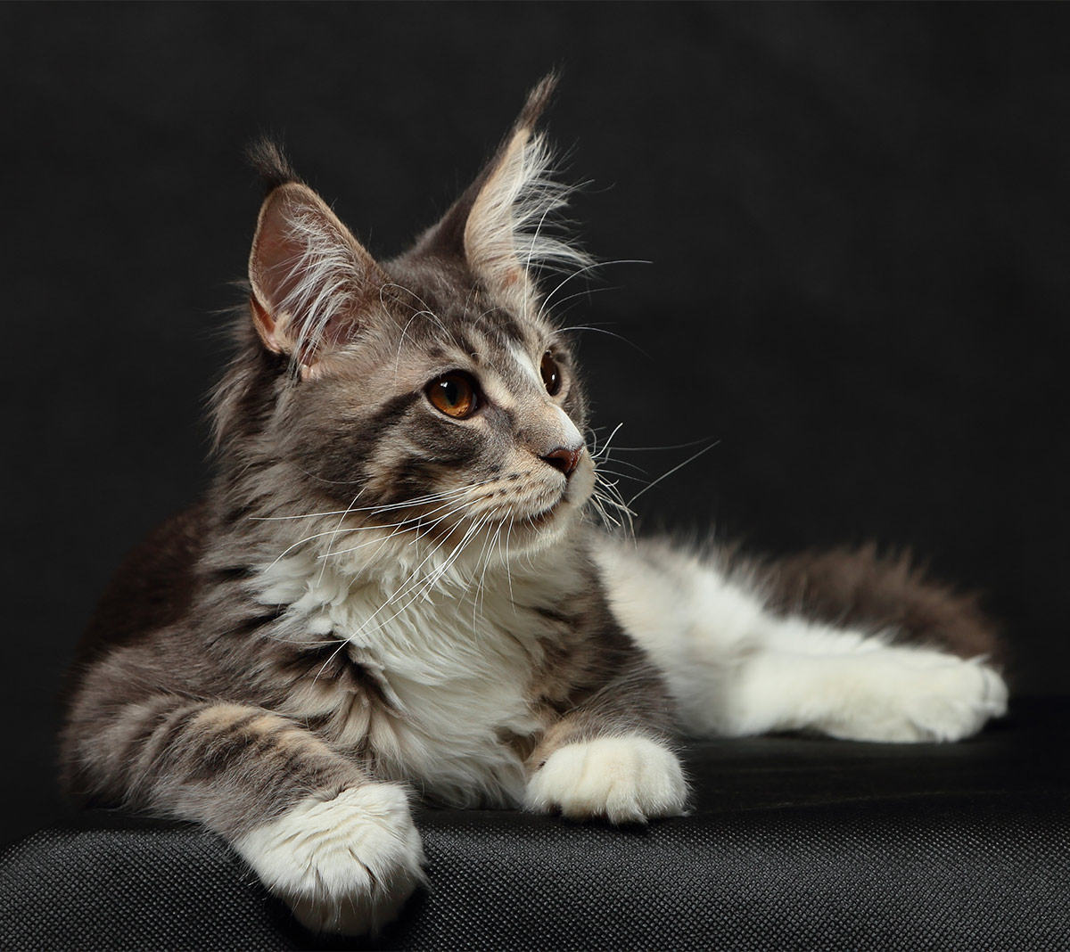 Pictures of Maine Coon cats