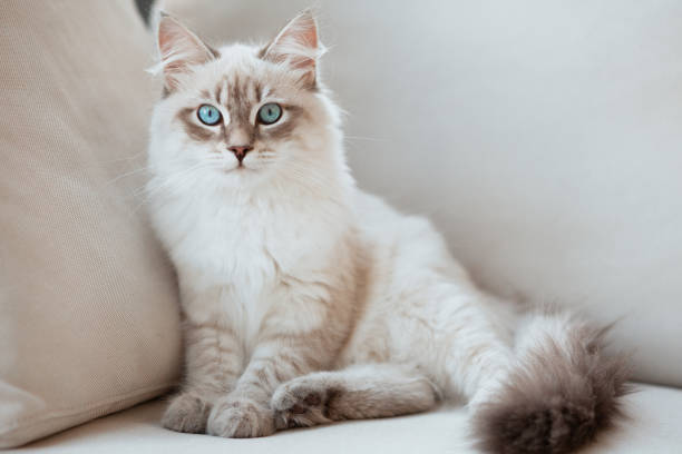 Portrait of cat sitting on sofa at home,Minnesota,Finland