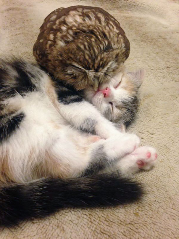 Kitten And Owlet Become Best Friends And Nap Buddies