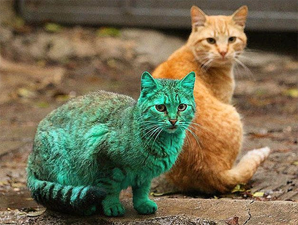 The Mystery Of Bulgaria's Green Cat – Meowingtons