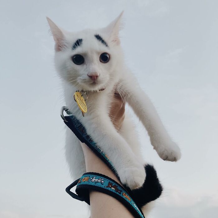 Meet Hénri, A Cat With Eyebrows Who Went Viral Because Of His Unique Facial Markings