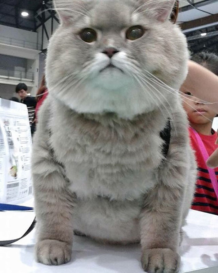 Meet Bone Bone, The Enormous Fluffy Cat From Thailand That Everyone Asks To Take A Picture With