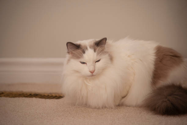 Ragdoll cat warming up nearby the register