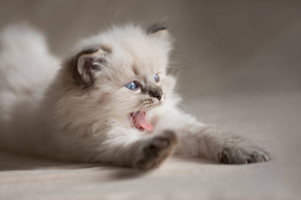 Ragdoll Kitten