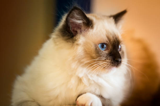 Ragdoll