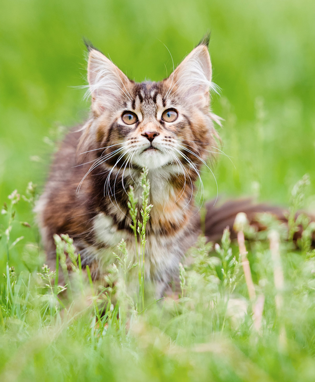 Maine Coon Kitten photos