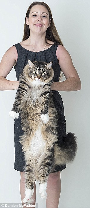 Mrs Gill, 28, who runs a chip shop with her husband, said: ‘When we bought Ludo, he was no bigger than any of the other kittens in his litter as Maine Coon’s are quite chunky as kittens.