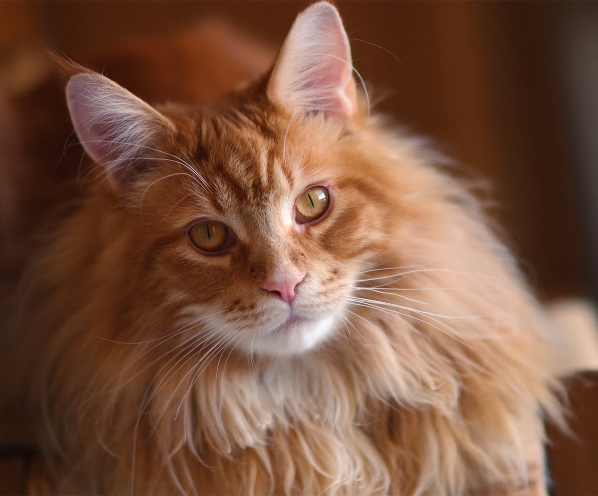 Pictures of Maine Coon cats