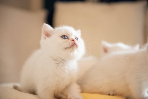 Small silver pointed kitten british kitten exploring the world on the sofa