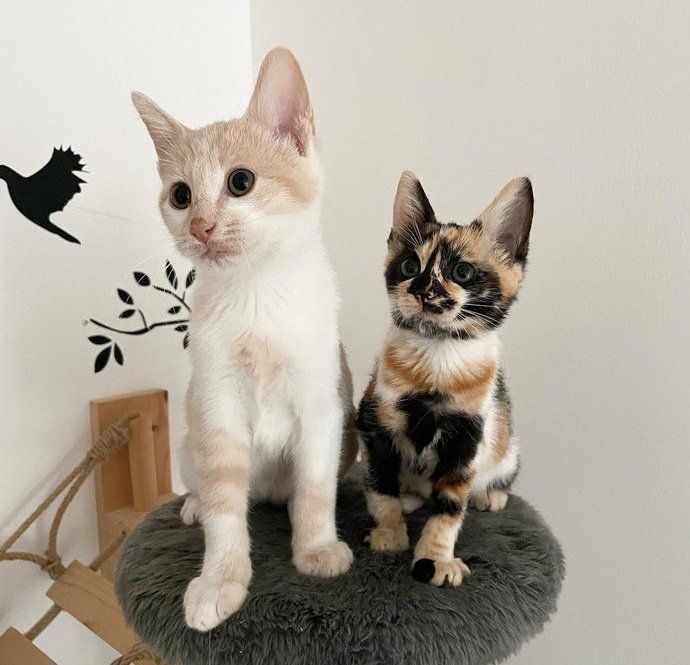 calico kitten cats