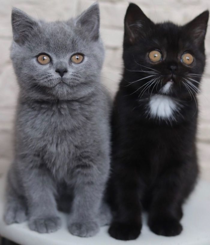 Cat With Split-Colored Face Becomes A Father To Kittens In Each Of His Colors