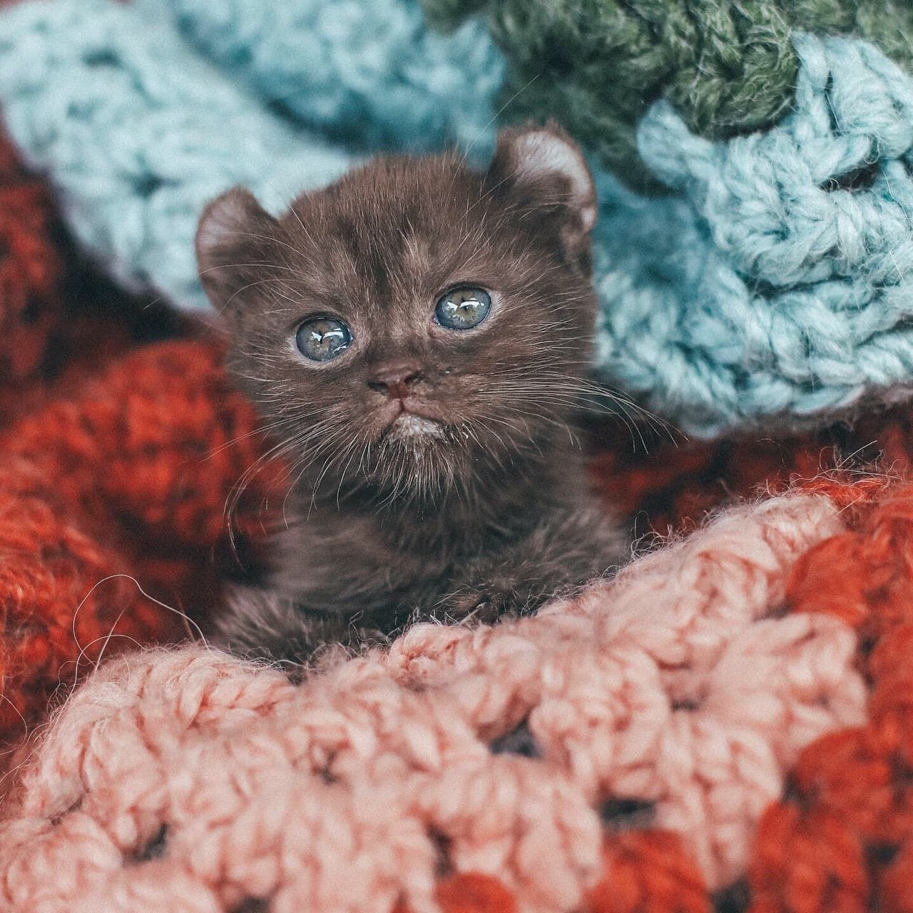 Kitten with Bear Ears and Twisted Legs Cuddles Family that is Kind to Her -  Love Meow