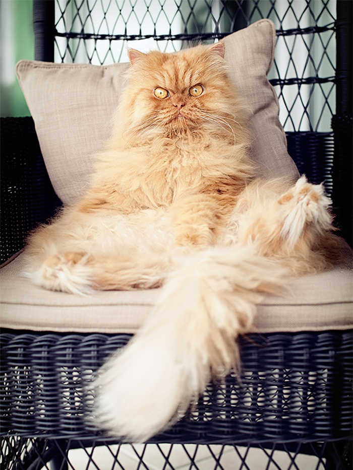 Meet Garfi, The World's Angriest Cat