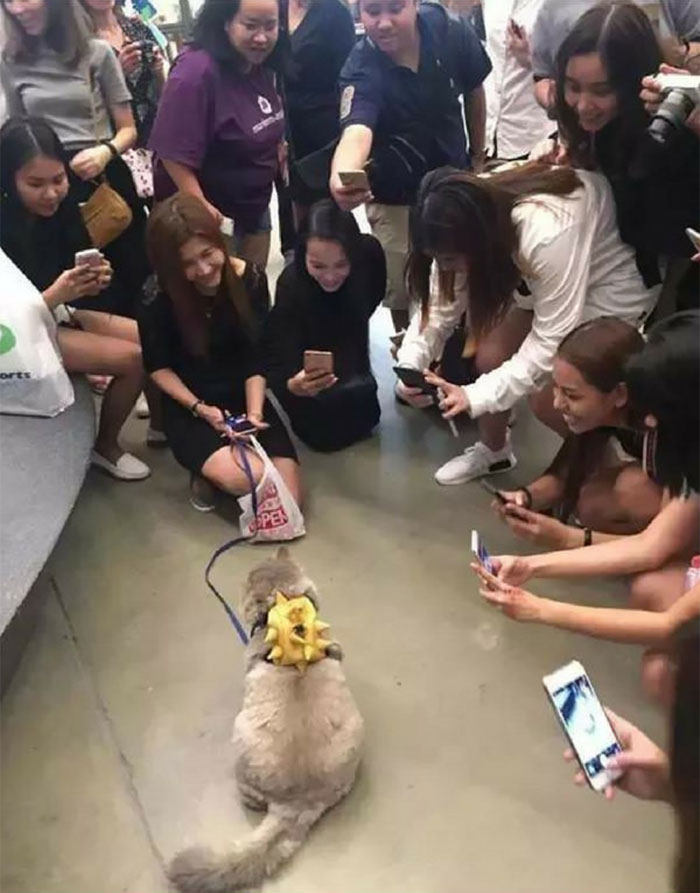 Meet Bone Bone, The Enormous Fluffy Cat From Thailand That Everyone Asks To Take A Picture With