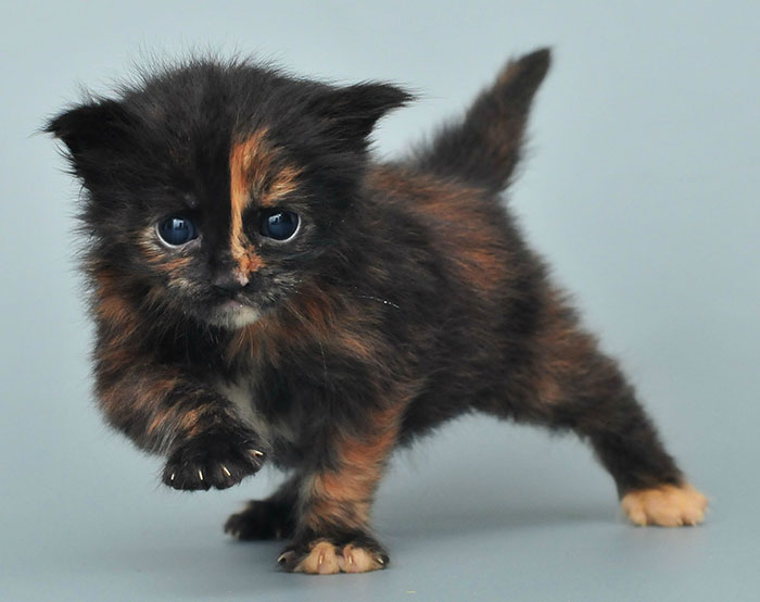 3-Weeks-Old Maine Coon