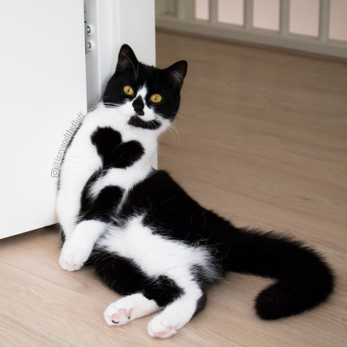 Meet Zoë, The Cat Who Literally Wears Her Heart On Her Chest