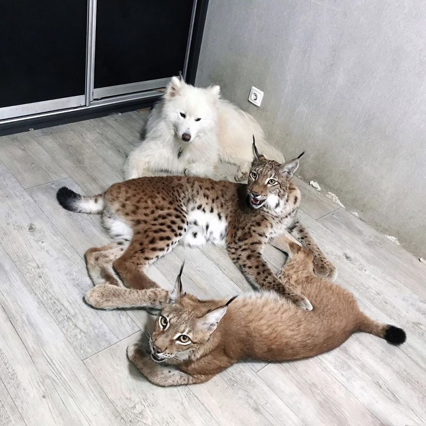 I Adopted Two Lynxes From A Fur Farm, Now I Live With 2 Big 'Cats,' 8 Dogs, And 3 Horses