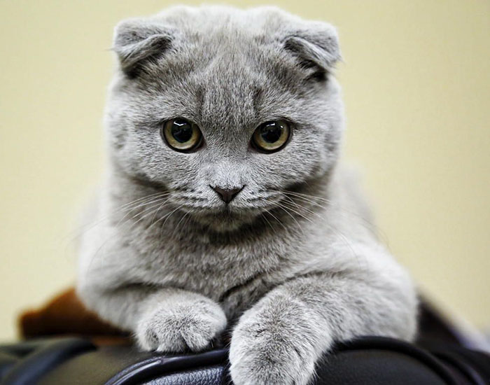 Scottish Fold Cat