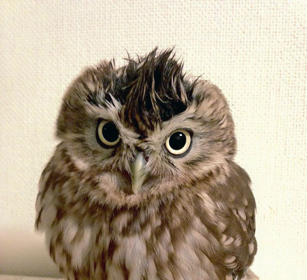 Kitten And Owlet Become Best Friends And Nap Buddies