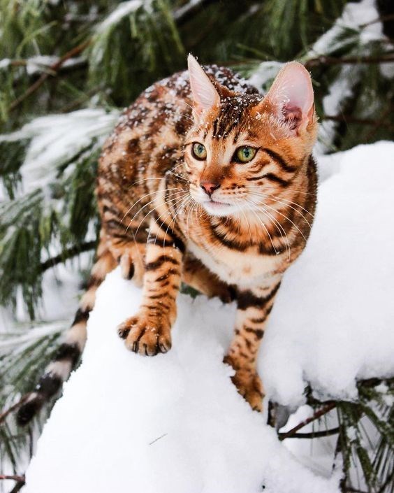 bengal cat - Cat