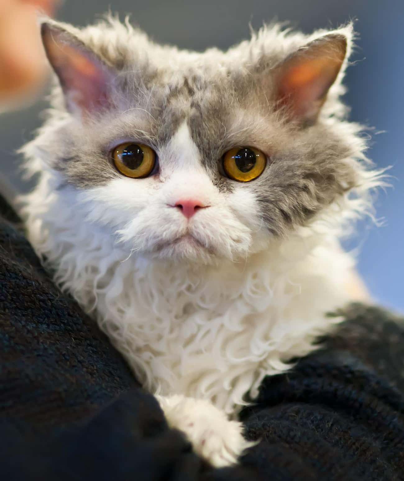 DIY Perm Cat Vows Never Again