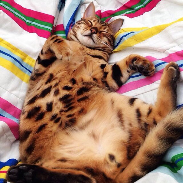 Meet Thor, The Bengal Cat With Purrfectly Beautiful Fur