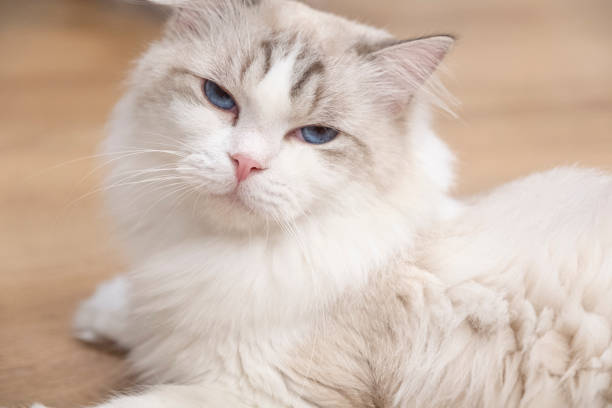 White cat lies on the floor