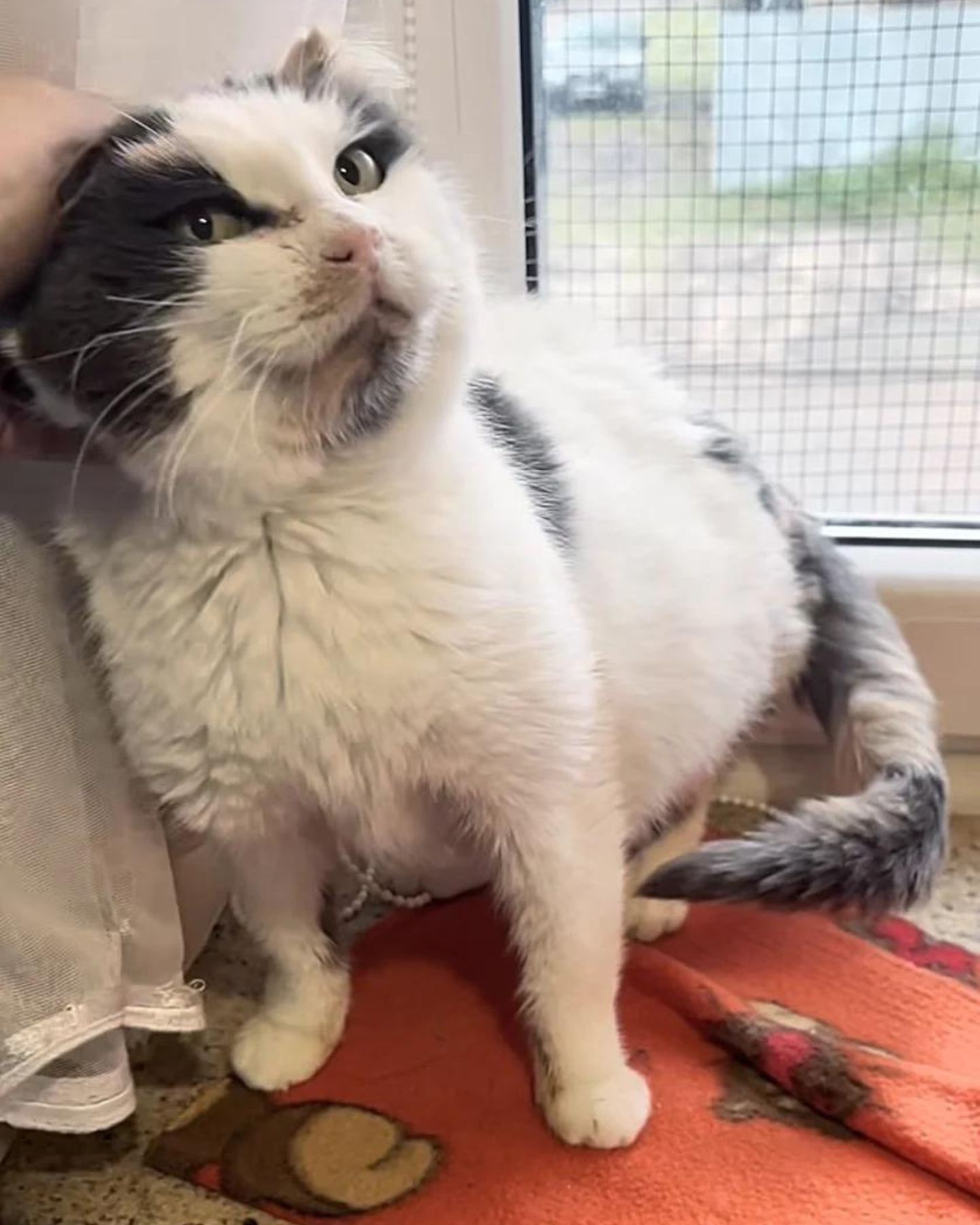 woman petting old cat