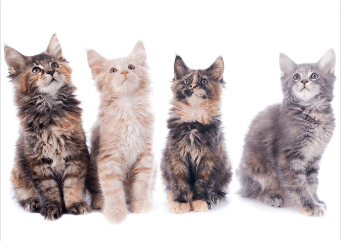 Maine Coon kittens