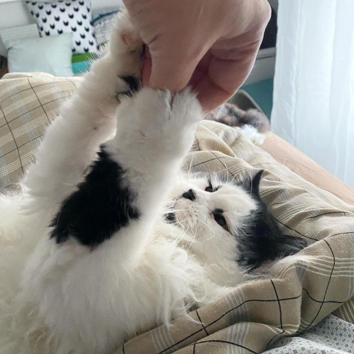 fluffy cat playful