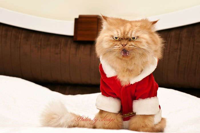 Meet Garfi, The World's Angriest Cat