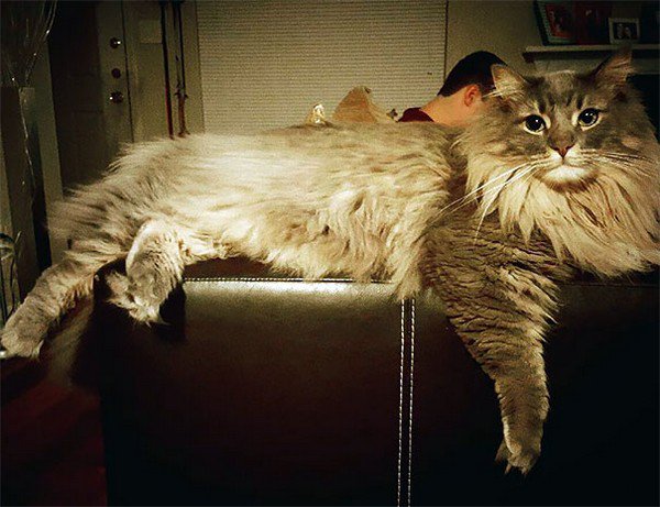 maine coon stretched out