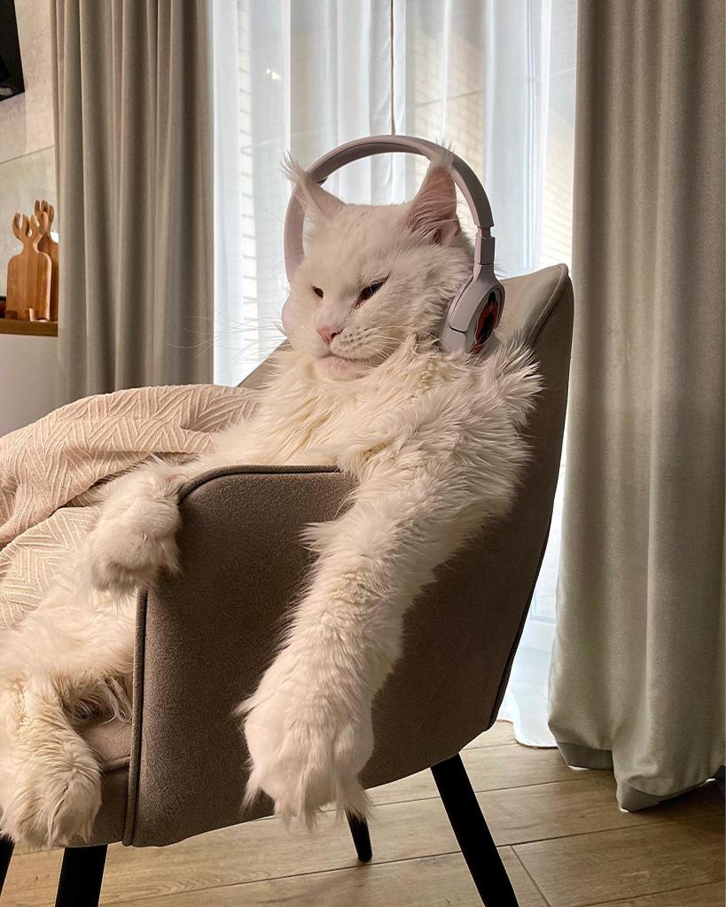 Kefir sits in a chair and wears big headphones. 