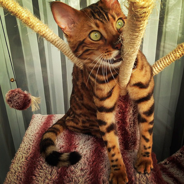 Meet Thor, The Bengal Cat With Purrfectly Beautiful Fur