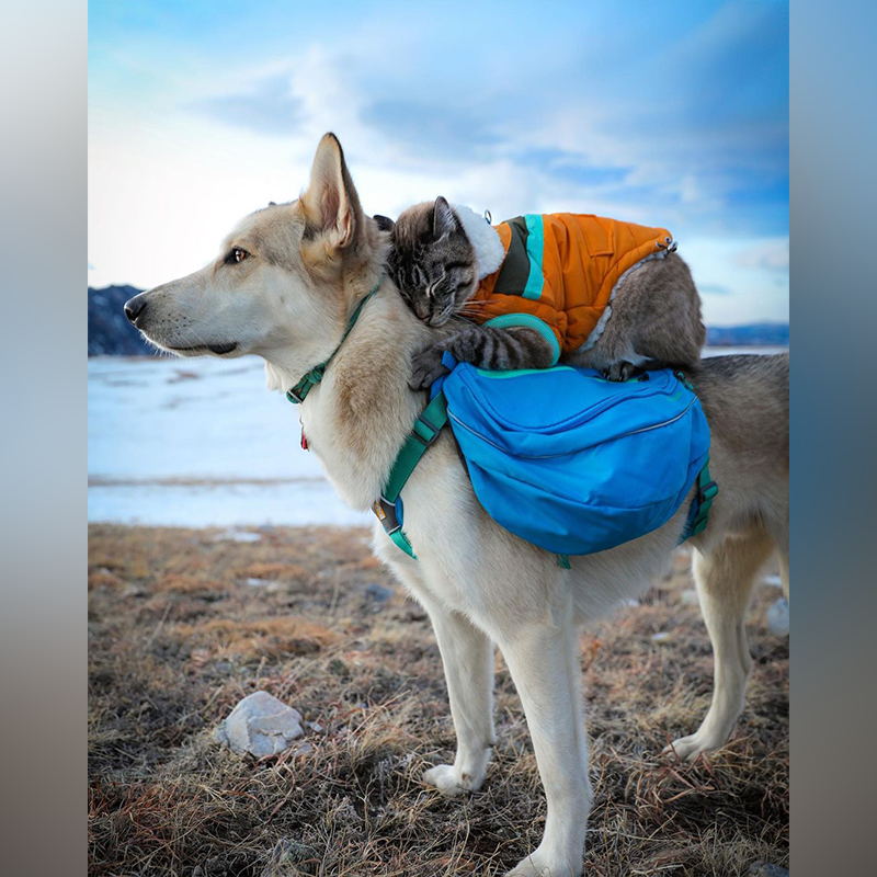 After Heartbreaking Loss of Henry, Baloo the Cat Chooses New Adventures with Pan the Puppy - Content4Mix