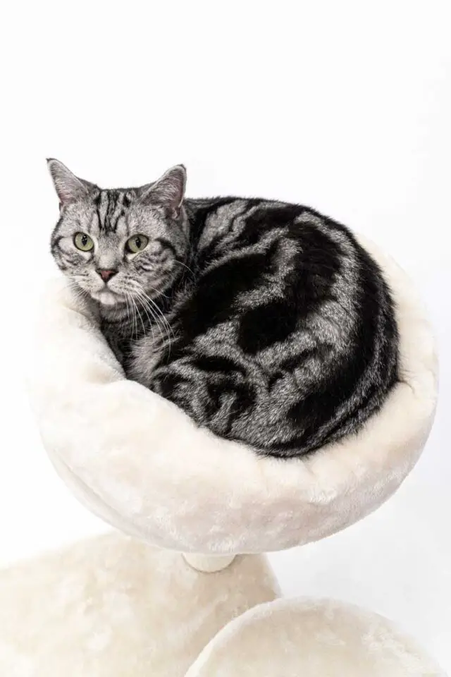 American Shorthairs Cat