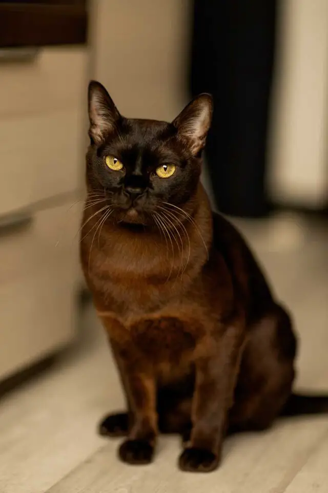 Burmese Cat