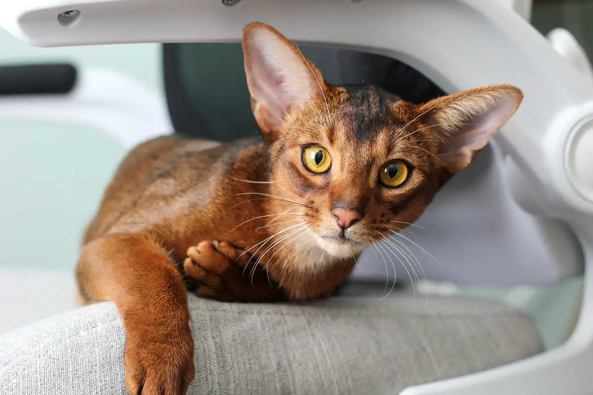 Abyssinian Cat Breed