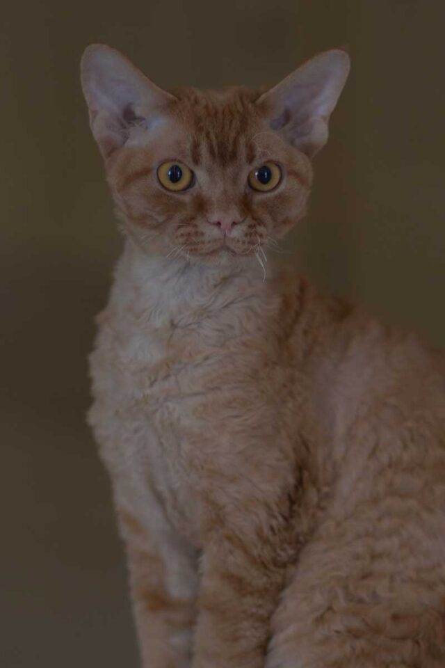 Devon Rex