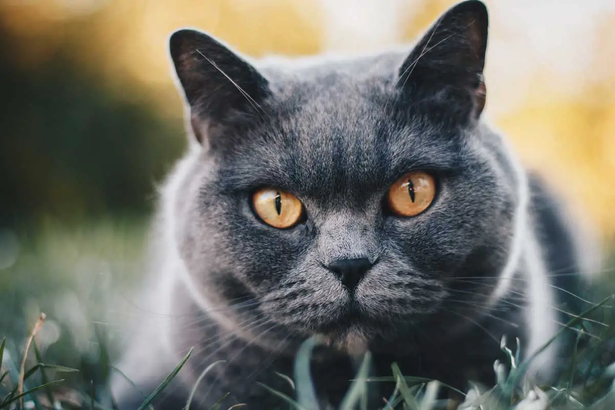 British Shorthair