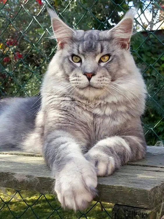 giant Maine Coon cat