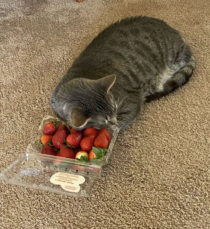 Cat and Box Of Strawberries