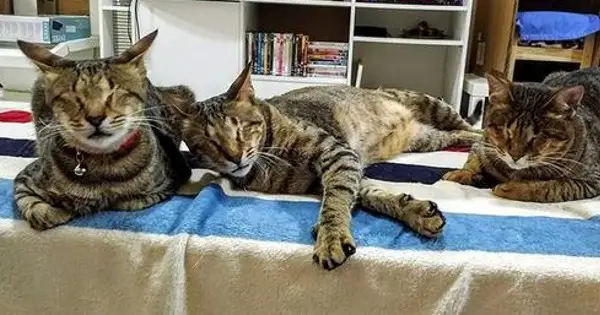 3 Blind Cats